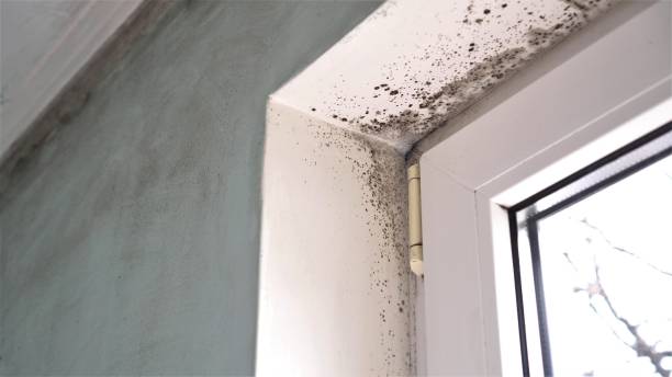 Best Mold Remediation for Specific Building Types in Lyndon, KS