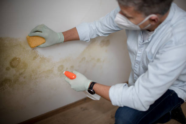 Best Commercial Mold Remediation in Lyndon, KS