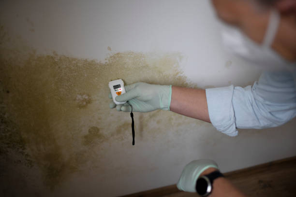 Best Preventive Mold Services in Lyndon, KS